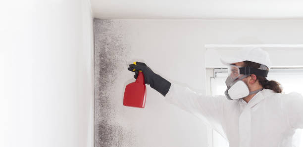 Mold Removal Process in Arlington, NE