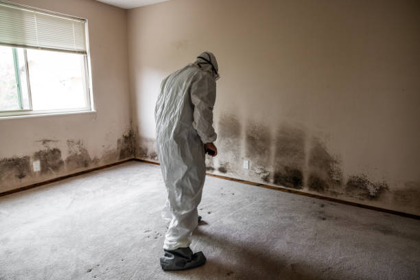 Home Mold Removal in Arlington, NE