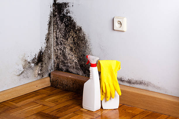 Best Mold Removal Process  in Arlington, NE